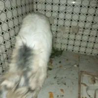 بزغاله ماده