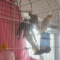 طوطی عروس|پرنده|رشت, جانبازان|دیوار