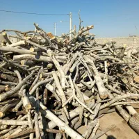 خرید و فروش چوب توت و کاج و چنار و صنوبر و زغالی