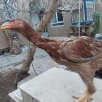 مرغ لاری|حیوانات مزرعه|یزد, |دیوار