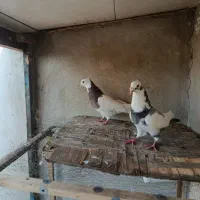 ابلغ کاکلی کله زرد