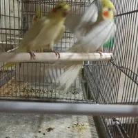 عروس هلندی|پرنده|قم, باجک یک|دیوار