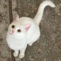واگذاری بریتیش و دی اس اچ