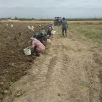سوددهی دربخش کشت وصنعت
