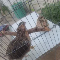 بلدرچین نر