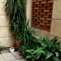 گلدان طبیعی