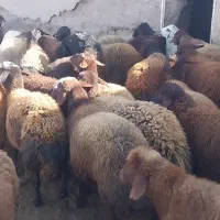 بره نر ماده چاق چاق آماده کشتار