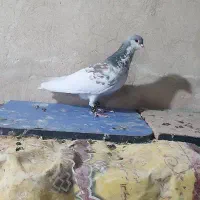 کفتر رنگی و پلاکی|پرنده|شیراز, سعدیه جنوبی|دیوار