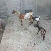 کهره جمول بادوبچه|حیوانات مزرعه|قشم, |دیوار