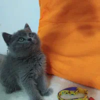 بریتیش بلو خالص