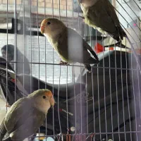 طوطی برزیلی فیشر