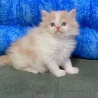 خوشگلای پشمالو