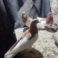 2جفت شهری چپویال بی نقص|پرنده|شیراز, دروازه قران|دیوار