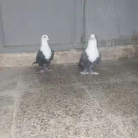 کبوترنرماده کربلایی