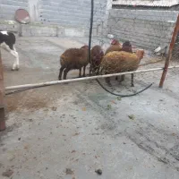 ۵ راس بره  ۳ تا ماده. ۲ تا نر