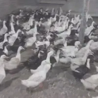هزار عدد اردک مادری تخمگذار
