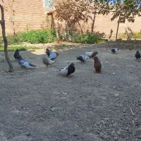 کبوتر سینه ای|پرنده|آذرشهر, |دیوار