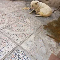 سگ خانگی.زینتی.
