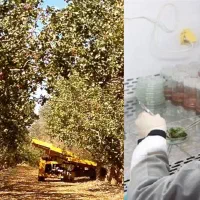 نهال پسته امریکایی|خدمات باغبانی و درختکاری|اصفهان, باغ زیار|دیوار