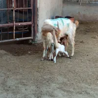 بز گوسفند بره