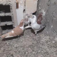 کفتر بوم