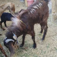 نری چاق سرحال|حیوانات مزرعه|جیرفت, |دیوار