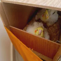 عروس هلندی با سه تا تخم