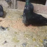 کبوتر سیاه و سفیدو سرور