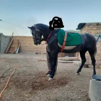 اسب چهار ساله نر|اسب و تجهیزات اسب‌سواری|مرند, |دیوار