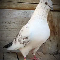 یکجفت کفتر‌ پرشی خال قدیم