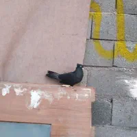 کبوتر یا کف