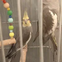 عروس هلندی|پرنده|شهریار, شهرک وائین|دیوار