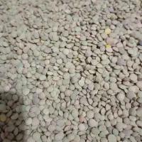 نخود ولوبیاچتی