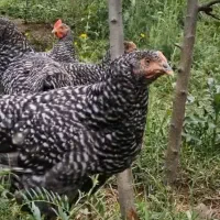 جوجه امروک ۱۵ روزه دونه ای ۳۰۰