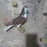 دم سفید|پرنده|سبزوار, ایزی شهر|دیوار