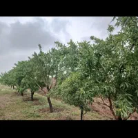 باغ فروشی ۱۰۰۰متر|فروش زمین و ملک کلنگی|زنجان, |دیوار