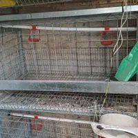 قفس مرغ  تخمی