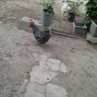 مرغ وخروس امروک
