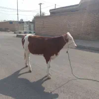 گاو|حیوانات مزرعه|دزفول, |دیوار