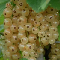 فروش نهال با ارقام های درجه 1|خدمات باغبانی و درختکاری|آذرشهر, |دیوار