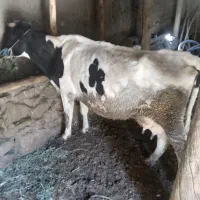 گاوشیری|حیوانات مزرعه|صومای برادوست, |دیوار