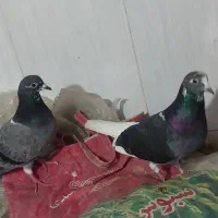 کبوتر دمسفید