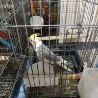 عروس هلندی نر