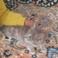 سلام‌بچه‌گربه‌خانه‌گی‌ارام‌بازی‌گوش