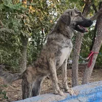 سگ افغان تایگر گلدن رتریور ژرمن بلک پامراشپیتز|سگ|کرمان, |دیوار