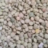 عدس تازه امسال
