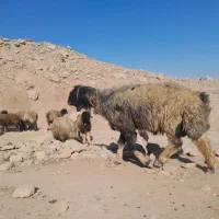 قوچ ته سیاه