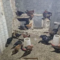 مرغ و خروس فروشی