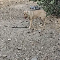 توله سرابی ۶ ماهه ماده|سگ|شهریار, کهنز|دیوار