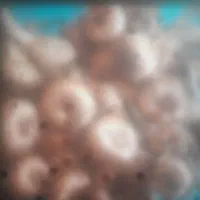 پیاز زعفران